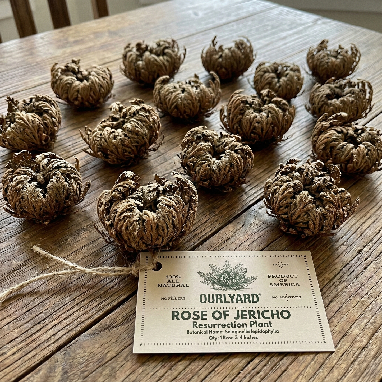 The Phoenix Rose, Rose of Jericho🪴A plant you can't kill