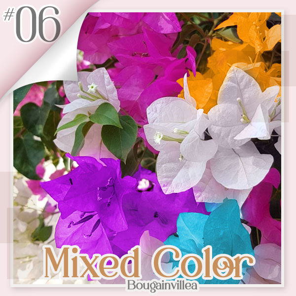 ✨ GFOUK® Colorful Bougainvillea Climber Vine 🇬🇧