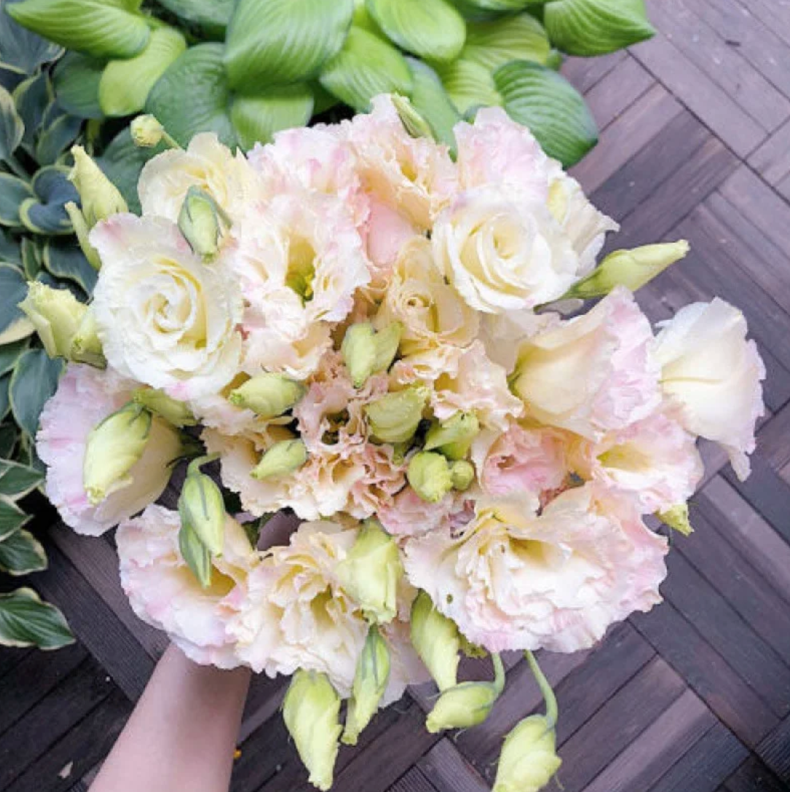 🌈GFOUK® Lisianthus Flower Seeds - A Sincere and Immutable Love