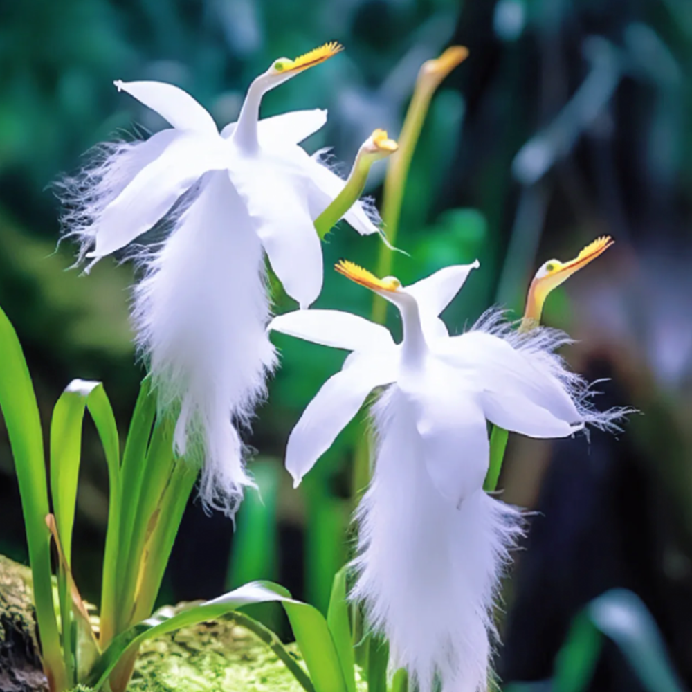 ✨ Egret Orchid Flower-Purity And Elegance 🇬🇧