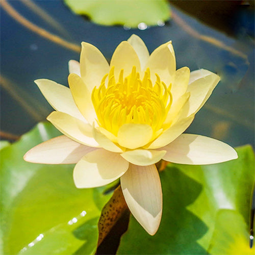 🌈✨The Sacred Bonsai Bowl Lotus Flower Seeds🌸