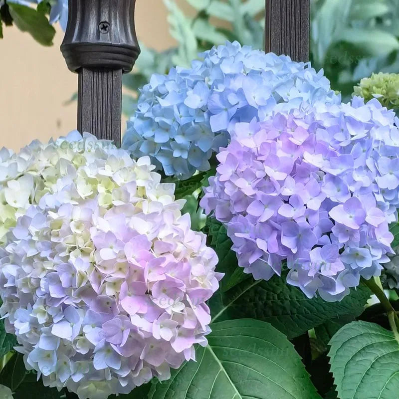Royal Hydrangea Harmony Mix 🌸 Vibrant Bloom Collection For Indoor & Outdoor 🌿