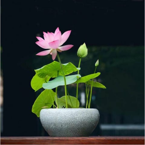 🌈✨The Sacred Bonsai Bowl Lotus Flower Seeds🌸