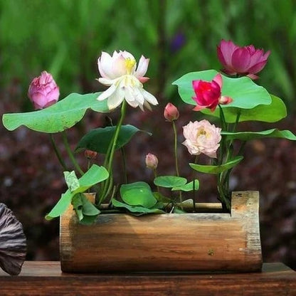 🌈✨The Sacred Bonsai Bowl Lotus Flower Seeds🌸