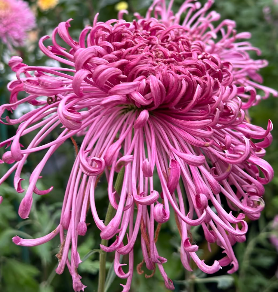 🌈GFOUK® Rare Spider 10+ Chrysanthemum Seeds 🌻