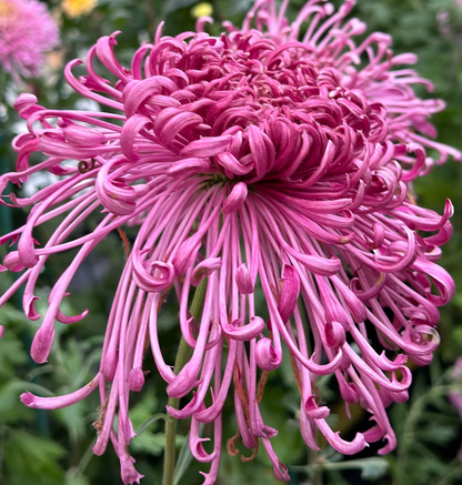 🌈GFOUK® Rare Spider 10+ Chrysanthemum Seeds 🌻