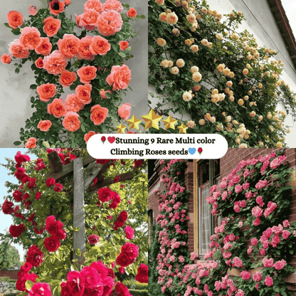 🌹 GFOUK® Mixed-color Climbing Rose—Year-Round Blooming