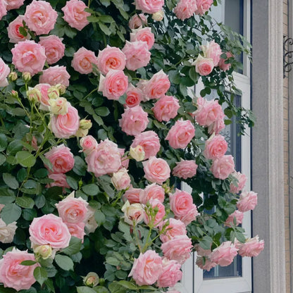 🌹 GFOUK® Mixed-color Climbing Rose—Year-Round Blooming
