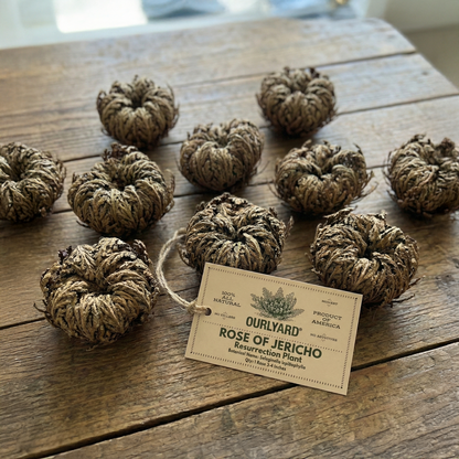 The Phoenix Rose, Rose of Jericho🪴A plant you can't kill