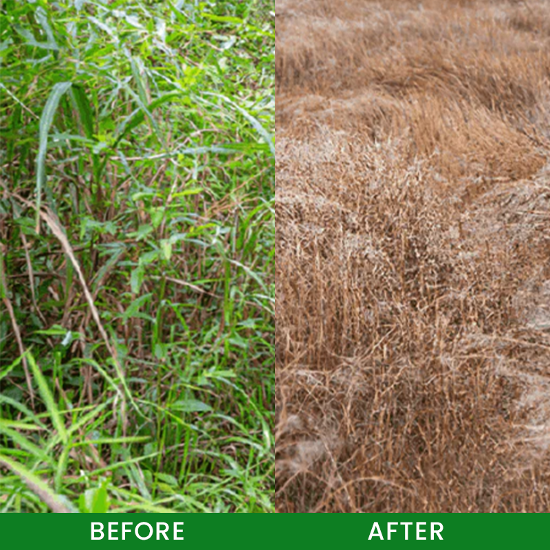 🌱GFOUK® Cyclosinone Herbicide Granules