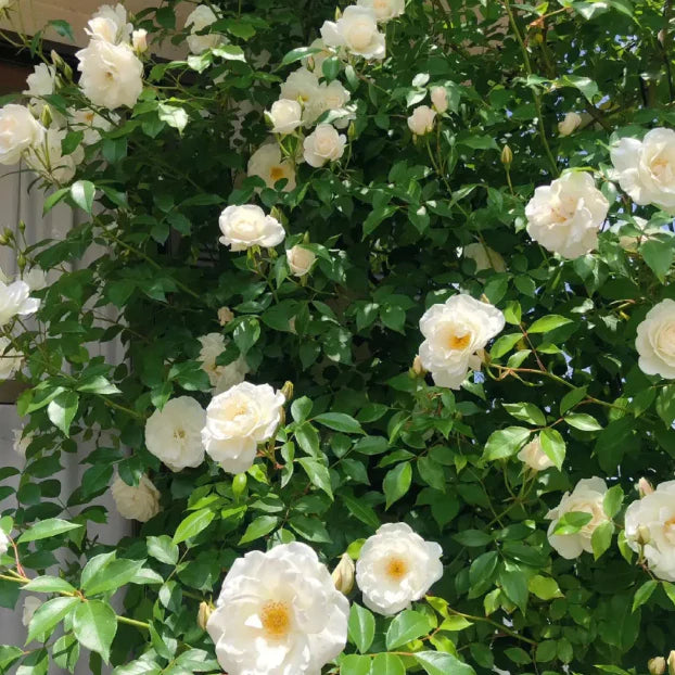 🌹 GFOUK® Mixed-color Climbing Rose—Year-Round Blooming