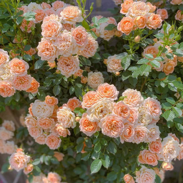 🌹 GFOUK® Mixed-color Climbing Rose—Year-Round Blooming