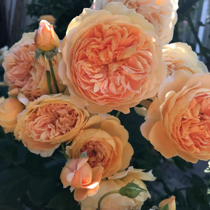 🌹 GFOUK® Mixed-color Climbing Rose—Year-Round Blooming