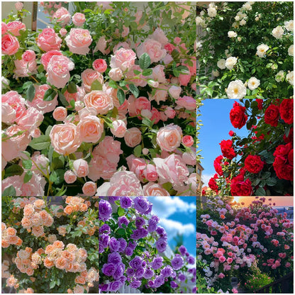 🌹 GFOUK® Mixed-color Climbing Rose—Year-Round Blooming