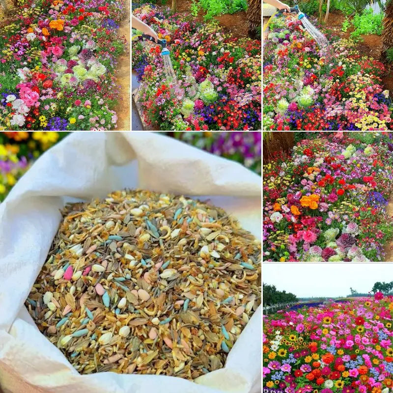 Premier Partial-Shade Bloom Mix Seed Collection🎖️ 100% Easy-to-grow 💐 Premium Quality