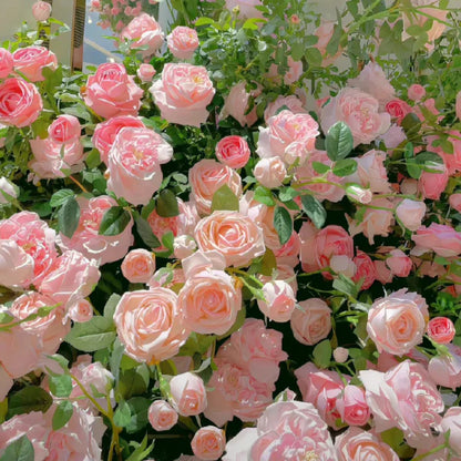 🌹 GFOUK® Mixed-color Climbing Rose—Year-Round Blooming