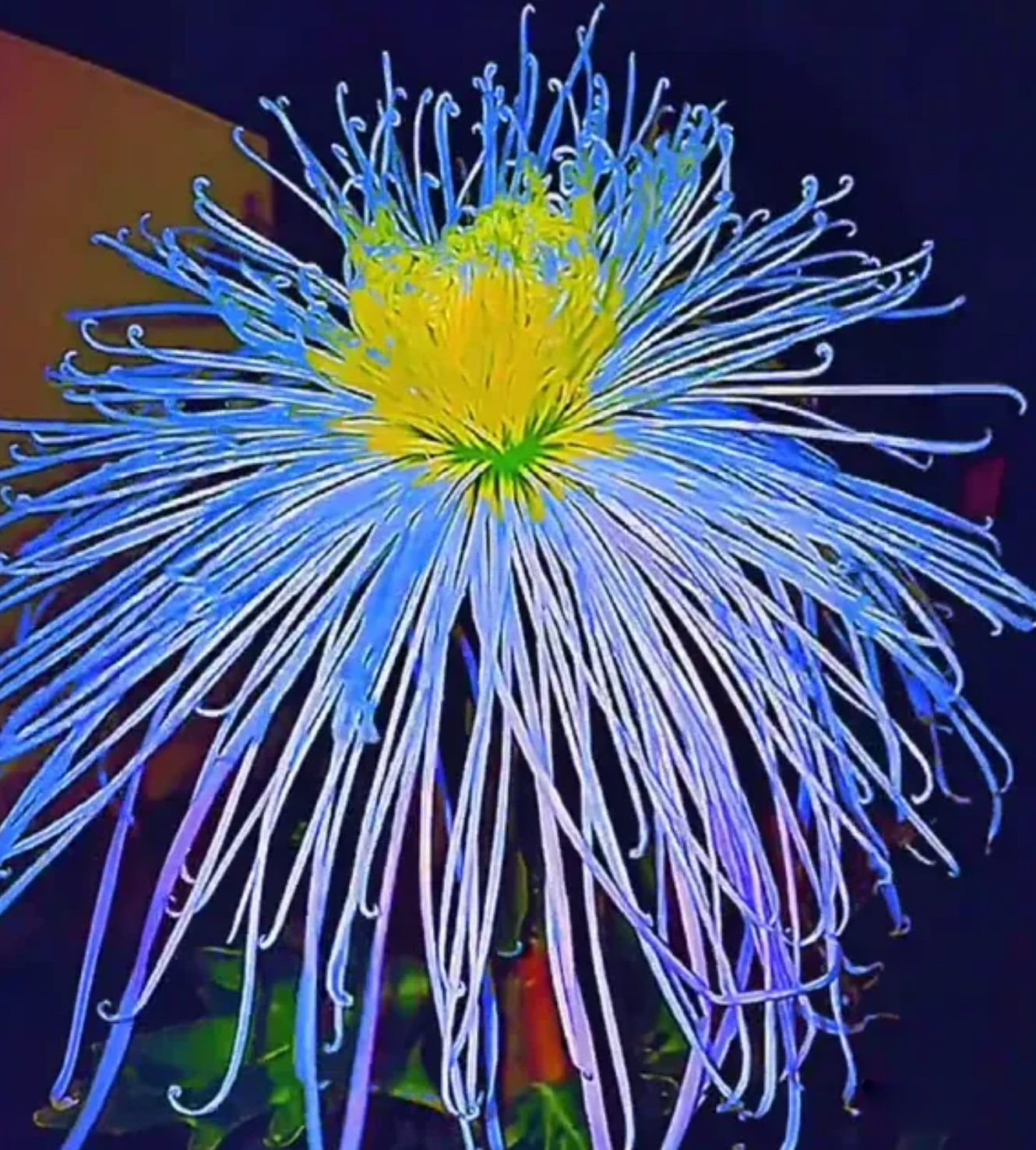 🌈GFOUK® Rare Spider 10+ Chrysanthemum Seeds 🌻