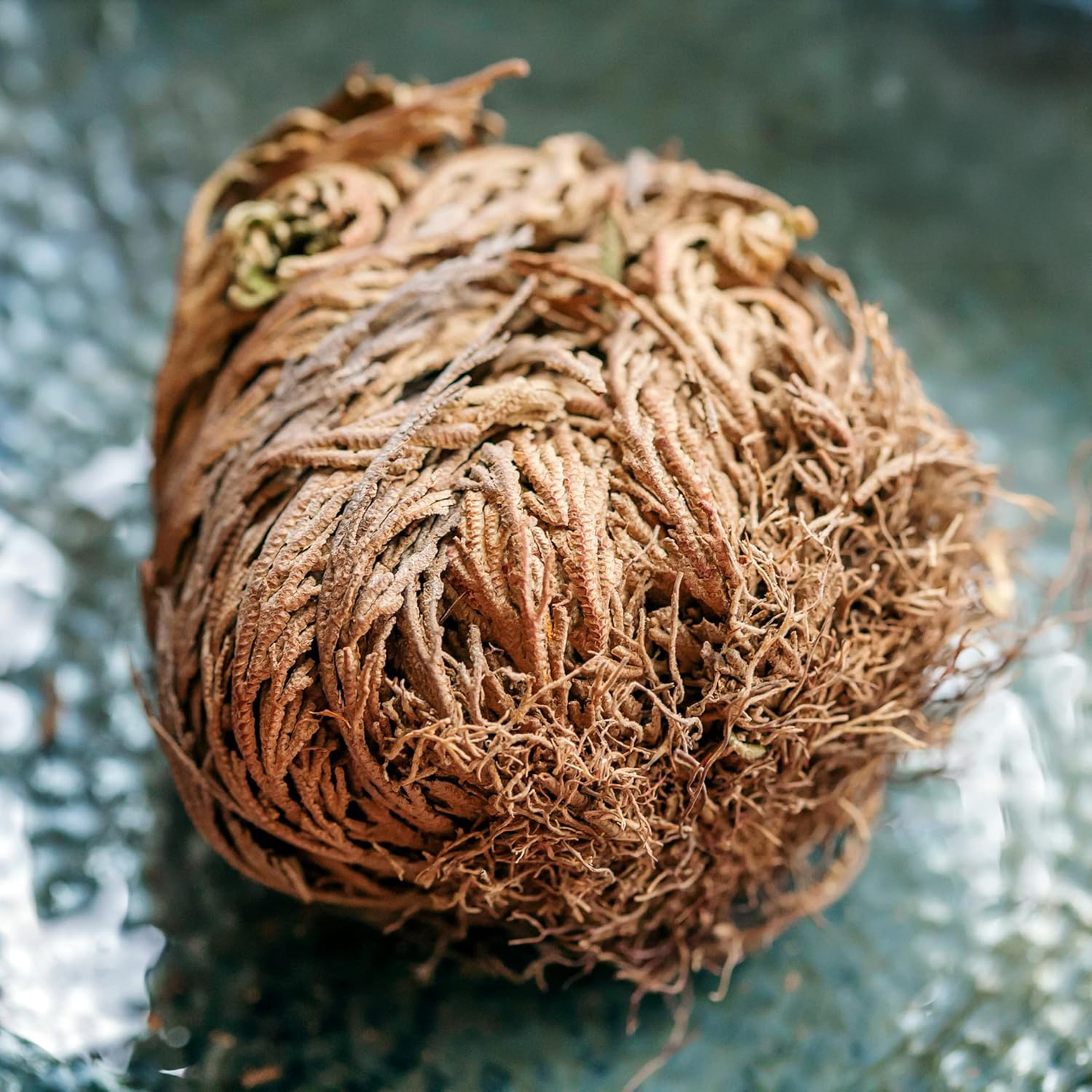 The Phoenix Rose, Rose of Jericho🪴A plant you can't kill