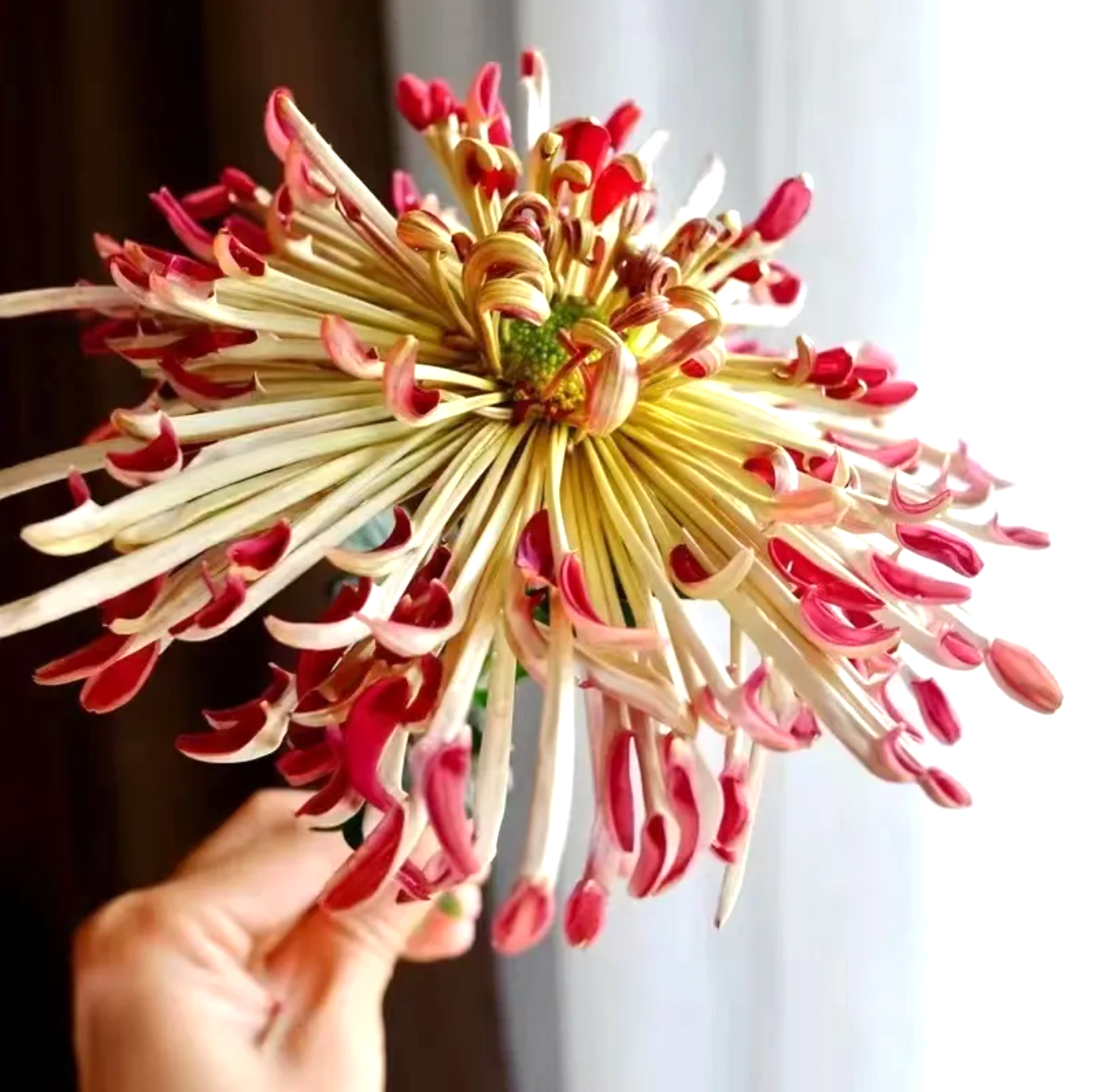 🌈GFOUK® Rare Spider 10+ Chrysanthemum Seeds 🌻