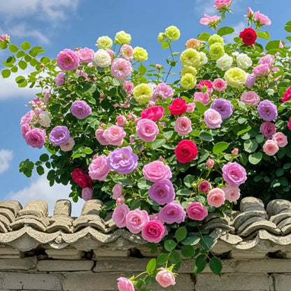 🌹 GFOUK® Mixed-color Climbing Rose—Year-Round Blooming