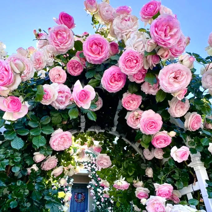 🌹 GFOUK® Mixed-color Climbing Rose—Year-Round Blooming