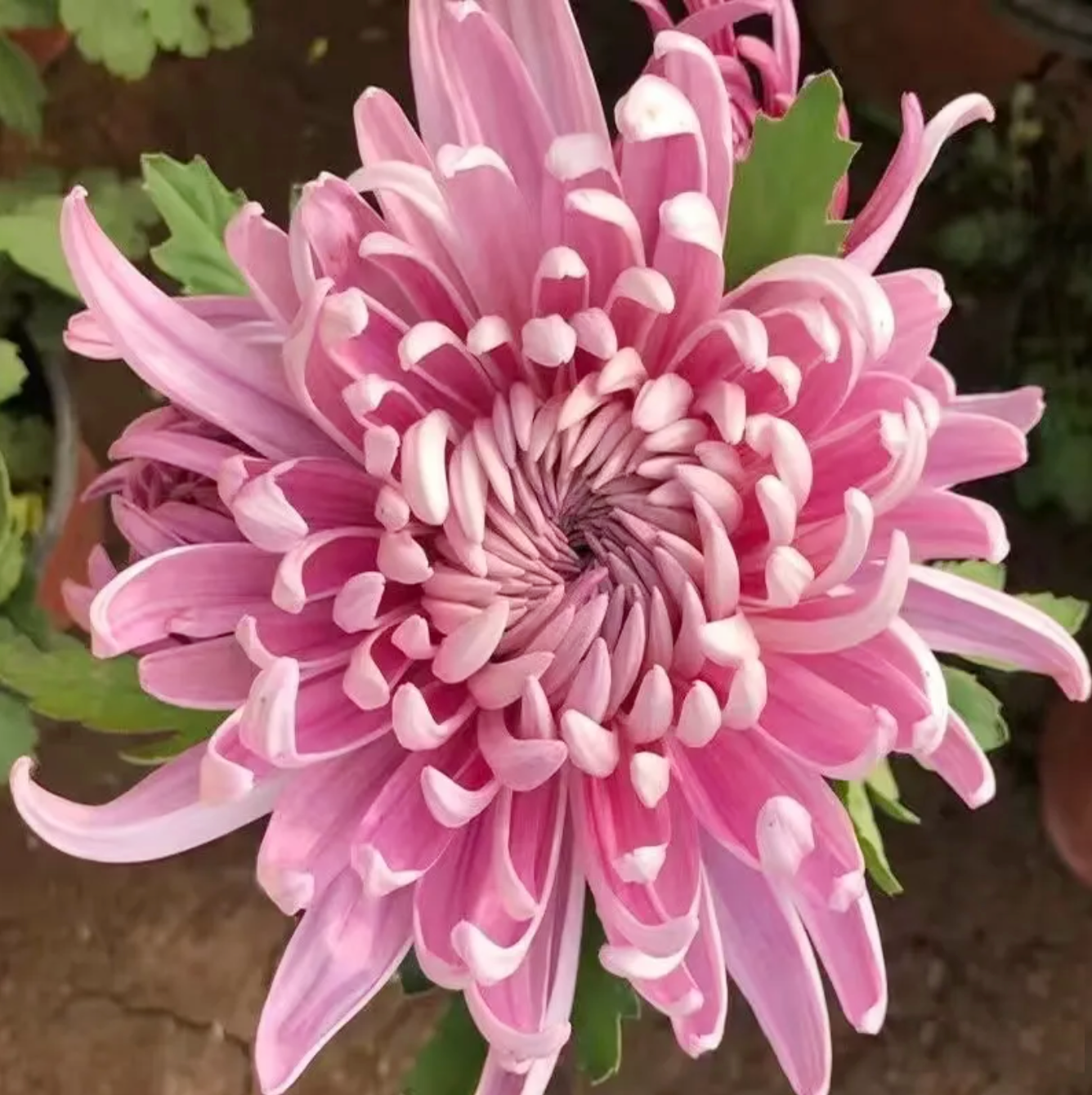 🌈GFOUK® Rare Spider 10+ Chrysanthemum Seeds 🌻