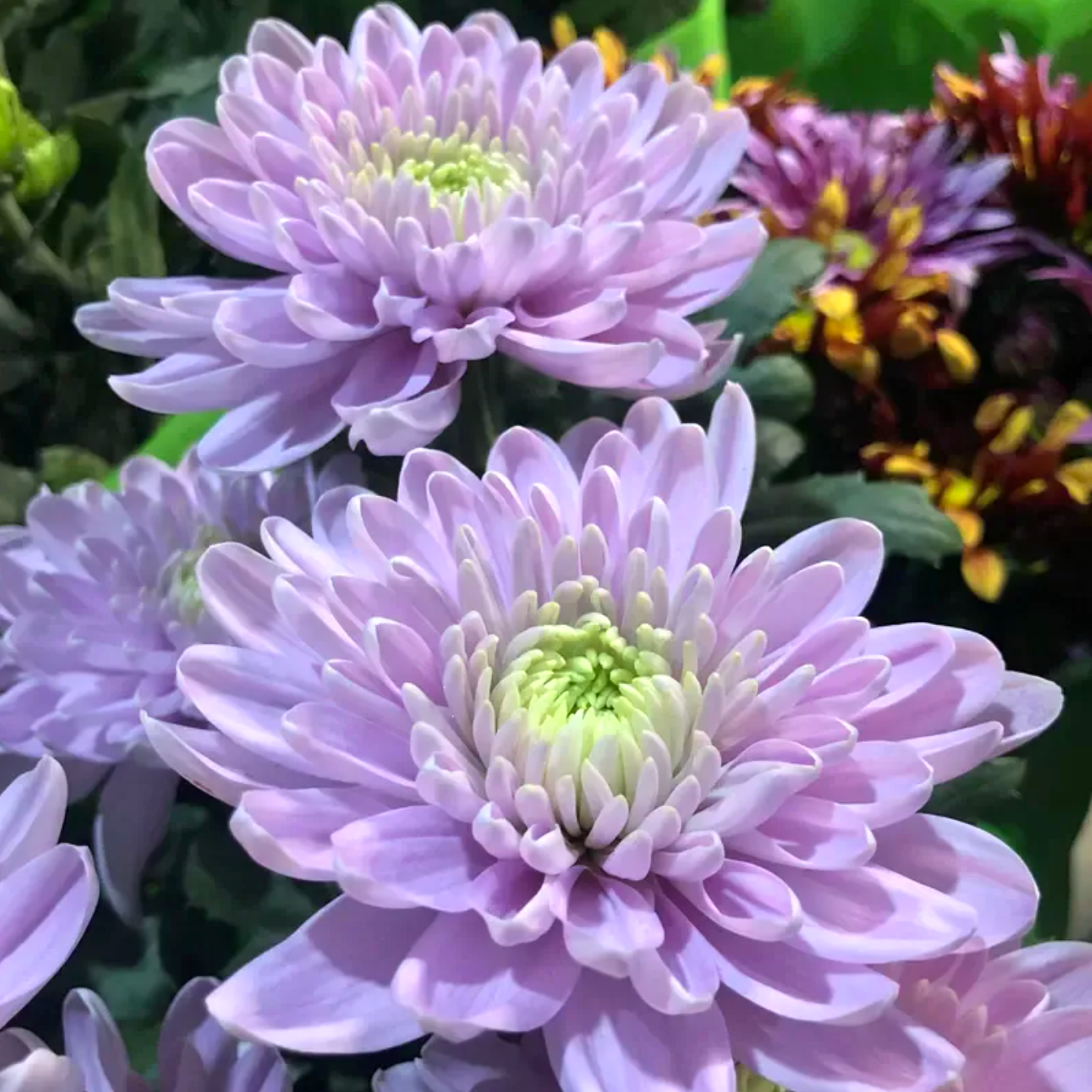 🌈GFOUK® Rare Spider 10+ Chrysanthemum Seeds 🌻
