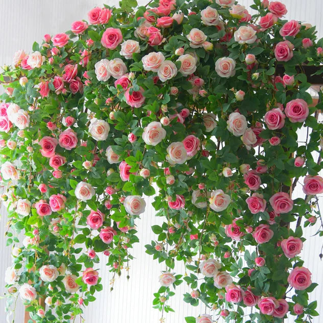 🌹 GFOUK® Mixed-color Climbing Rose—Year-Round Blooming