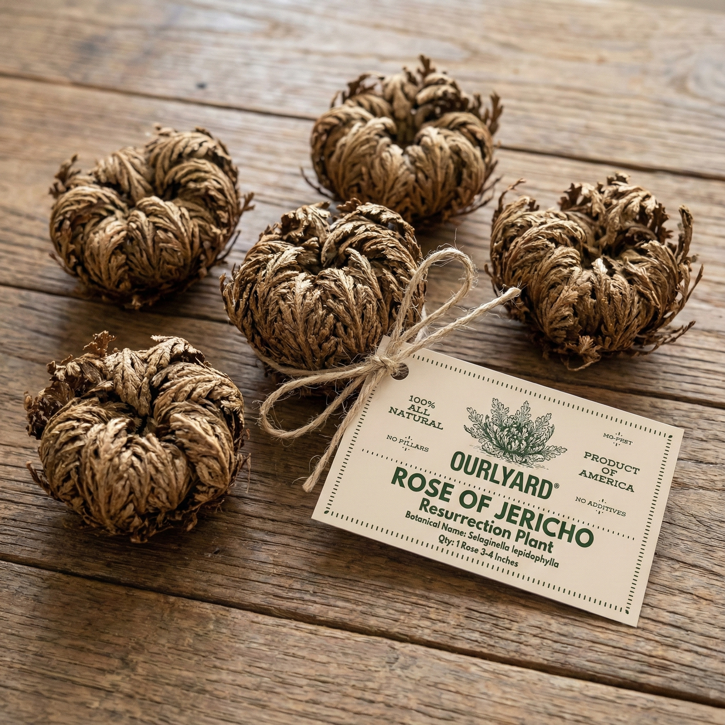 The Phoenix Rose, Rose of Jericho🪴A plant you can't kill