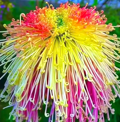 🌈GFOUK® Rare Spider 10+ Chrysanthemum Seeds 🌻