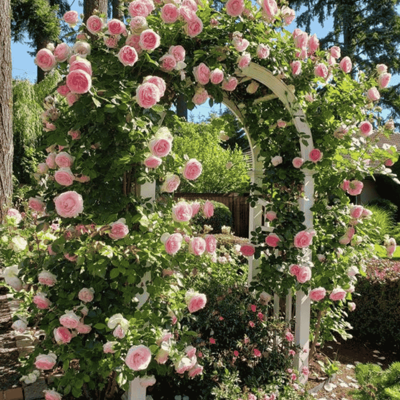 🌹 GFOUK® Mixed-color Climbing Rose—Year-Round Blooming