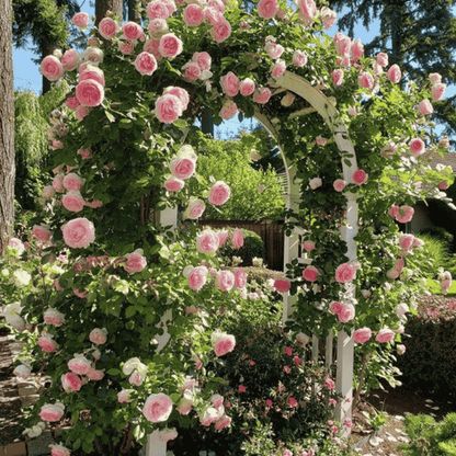 🌹 GFOUK® Mixed-color Climbing Rose—Year-Round Blooming