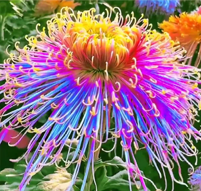 🌈GFOUK® Rare Spider 10+ Chrysanthemum Seeds 🌻