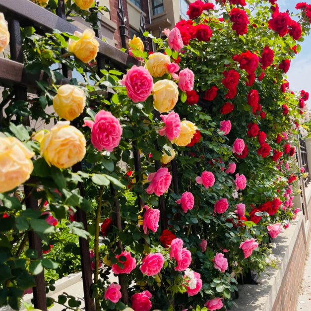 🌹 GFOUK® Mixed-color Climbing Rose—Year-Round Blooming