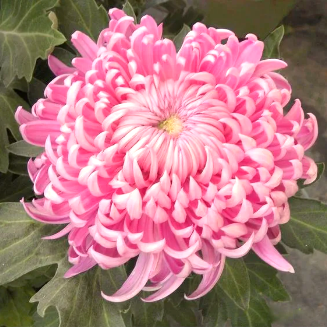 🌈GFOUK® Rare Spider 10+ Chrysanthemum Seeds 🌻