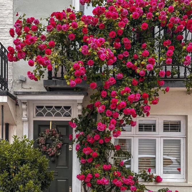 🌹 GFOUK® Mixed-color Climbing Rose—Year-Round Blooming