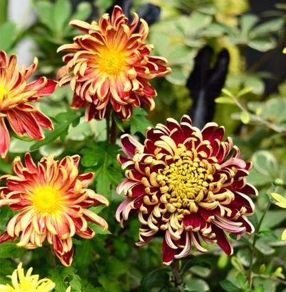 🌈GFOUK® Rare Spider 10+ Chrysanthemum Seeds 🌻