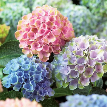 Royal Hydrangea Harmony Mix 🌸 Vibrant Bloom Collection For Indoor & Outdoor 🌿