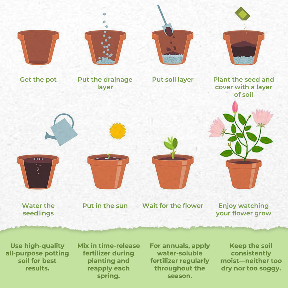 GFOUK® Vibrant Blossom Seeds