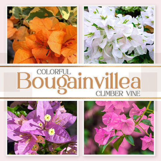 ✨ GFOUK® Colorful Bougainvillea Climber Vine 🇬🇧