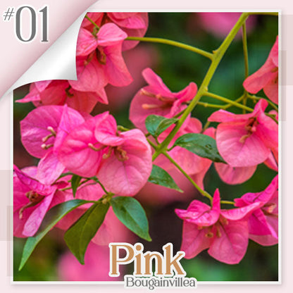 ✨ GFOUK® Colorful Bougainvillea Climber Vine 🇬🇧