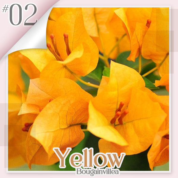 ✨ GFOUK® Colorful Bougainvillea Climber Vine 🇬🇧