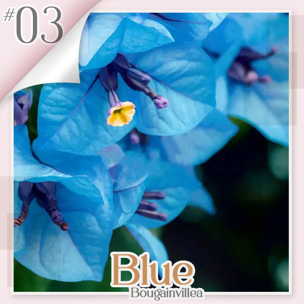 ✨ GFOUK® Colorful Bougainvillea Climber Vine 🇬🇧