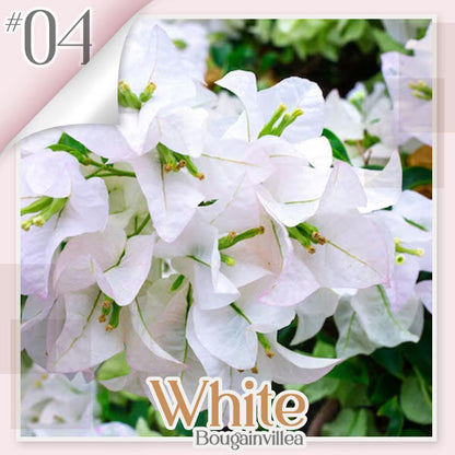 ✨ GFOUK® Colorful Bougainvillea Climber Vine 🇬🇧