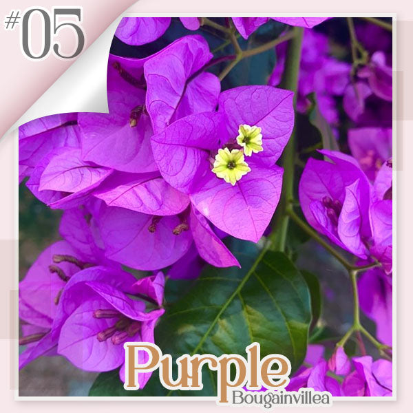✨ GFOUK® Colorful Bougainvillea Climber Vine 🇬🇧