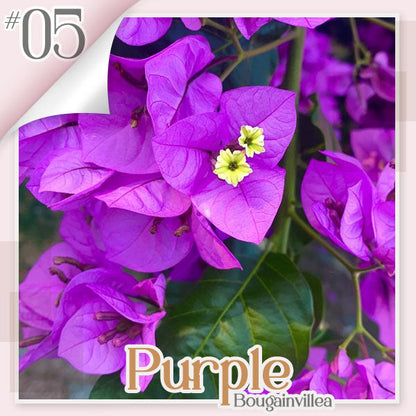 ✨ GFOUK® Colorful Bougainvillea Climber Vine 🇬🇧