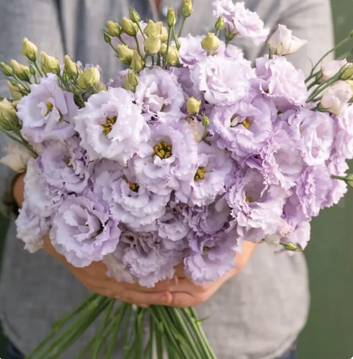 🌈GFOUK® Lisianthus Flower Seeds - A Sincere and Immutable Love