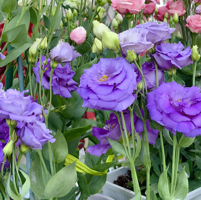 🌈GFOUK® Lisianthus Flower Seeds - A Sincere and Immutable Love