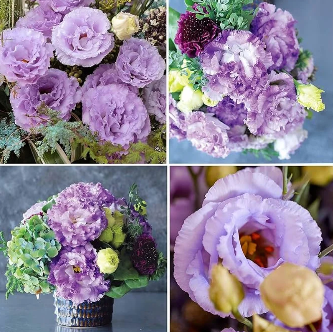 🌈GFOUK® Lisianthus Flower Seeds - A Sincere and Immutable Love