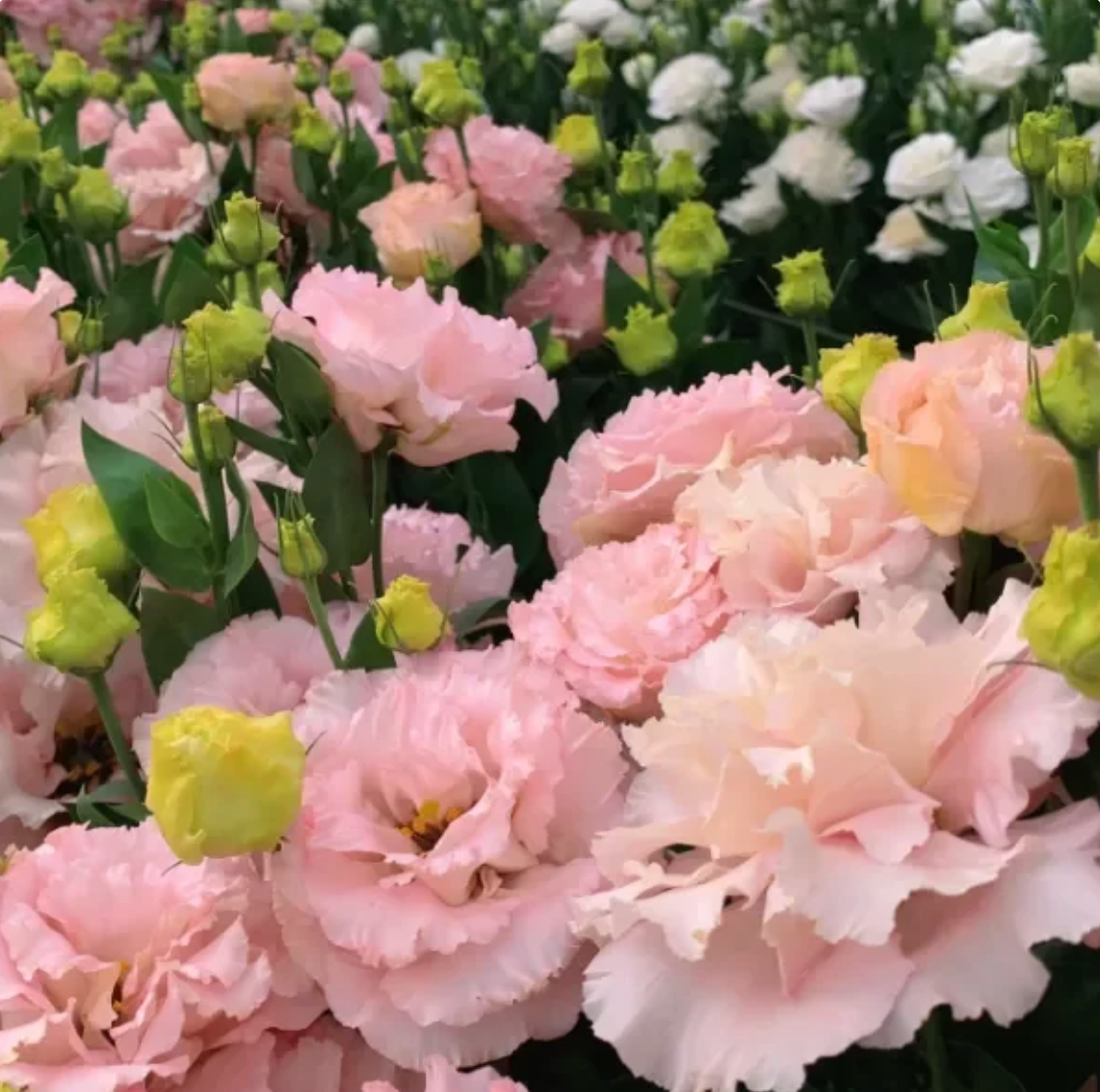 🌈GFOUK® Lisianthus Flower Seeds - A Sincere and Immutable Love